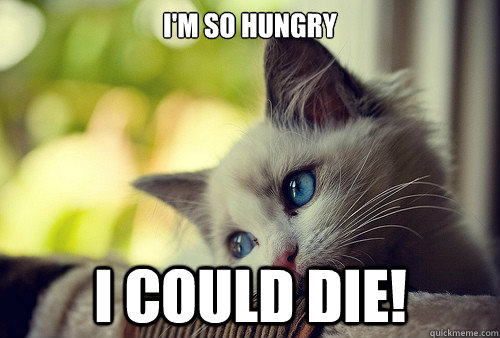 I'm so hungry i could die!  First World Cat Problems