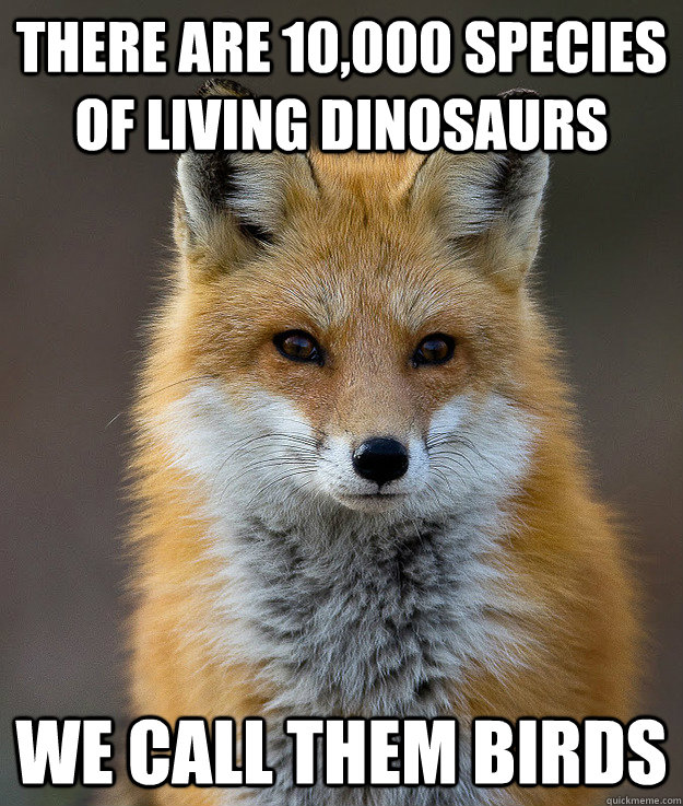 There are 10,000 species of living dinosaurs We call them birds  Fun Fact Fox