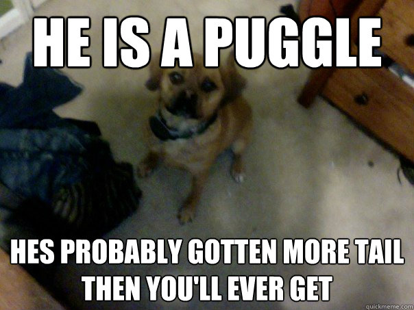 he is a puggle hes probably gotten more tail then you'll ever get  Master Puggle