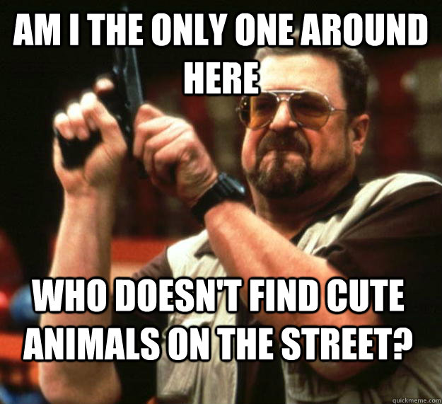 am I the only one around here Who doesn't find cute animals on the street? - am I the only one around here Who doesn't find cute animals on the street?  Angry Walter
