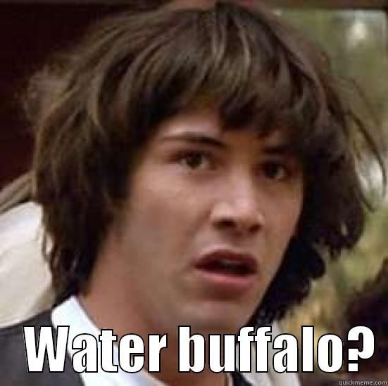     WATER BUFFALO? conspiracy keanu