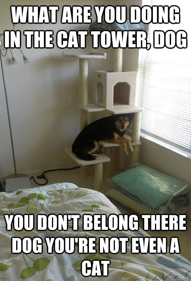 what are you doing in the cat tower, dog  you don't belong there dog you're not even a cat - what are you doing in the cat tower, dog  you don't belong there dog you're not even a cat  Misc
