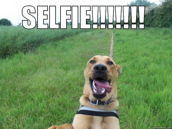 DOG SELFIE  - SELFIE!!!!!!!  Misc