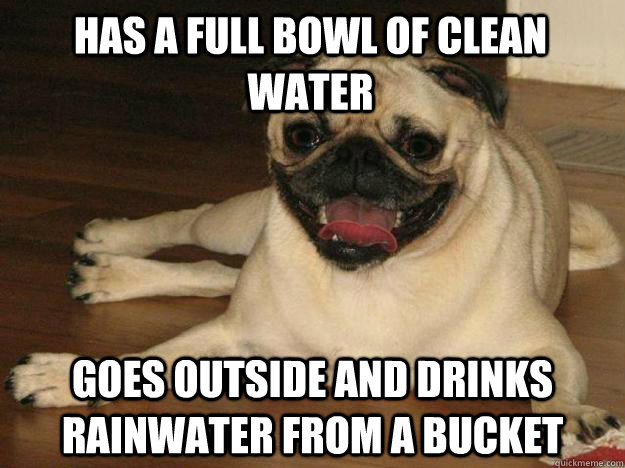 has a full bowl of clean water goes outside and drinks rainwater from a bucket  Scumbag Dog Steve