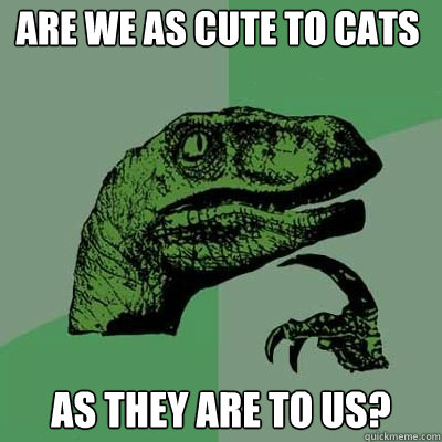 are we as cute to cats as they are to us?  