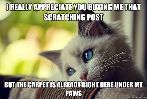 i really appreciate you buying me that scratching post but the carpet is already right here under my paws  First World Problems Cat