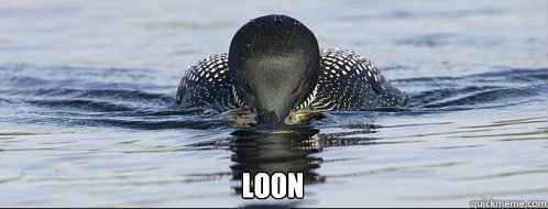 Loon  Loon