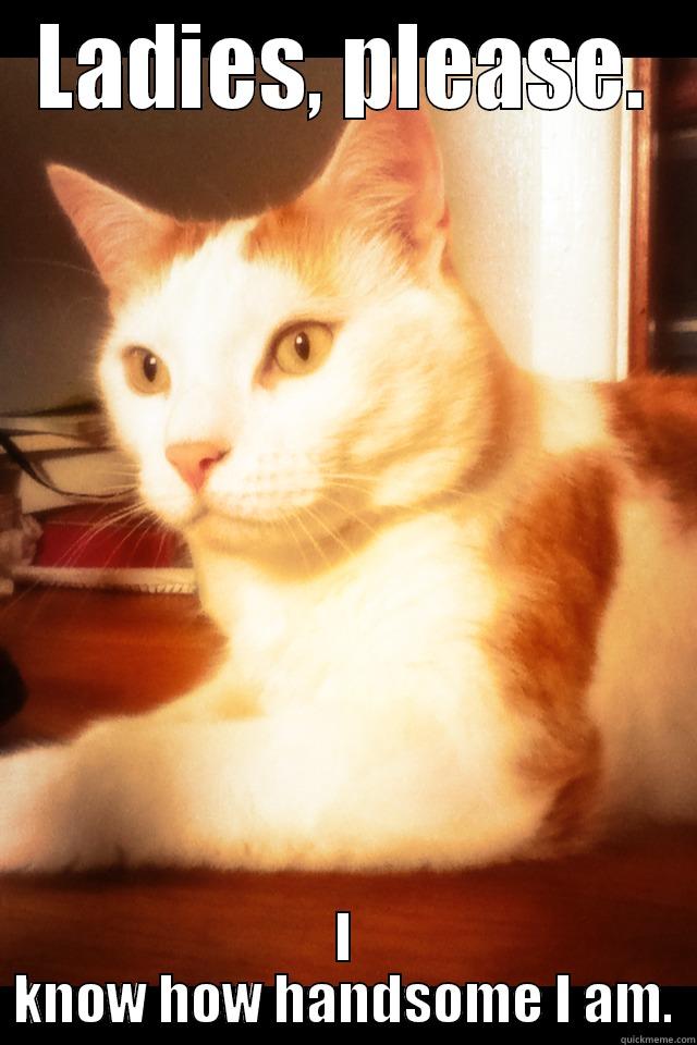 Conceited cat - LADIES, PLEASE. I KNOW HOW HANDSOME I AM. Misc