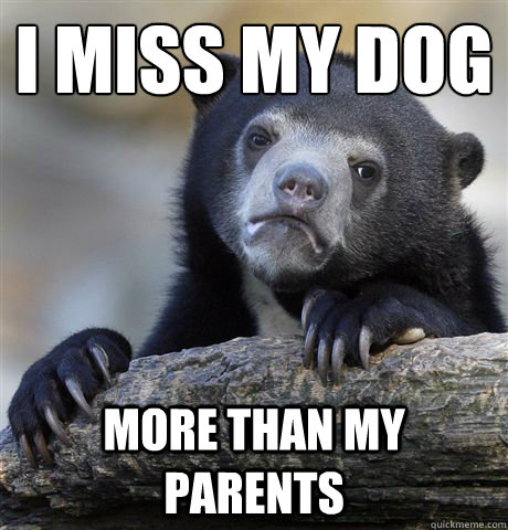 I miss my dog more than my parents  Confession Bear