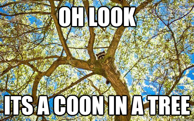 OH LOOK ITS A COON IN A TREE - OH LOOK ITS A COON IN A TREE  Racoon in a Tree