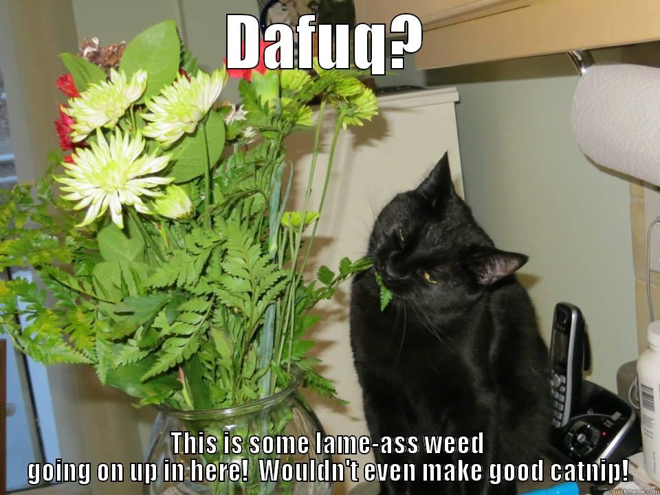 DAFUQ? THIS IS SOME LAME-ASS WEED GOING ON UP IN HERE!  WOULDN'T EVEN MAKE GOOD CATNIP! Misc