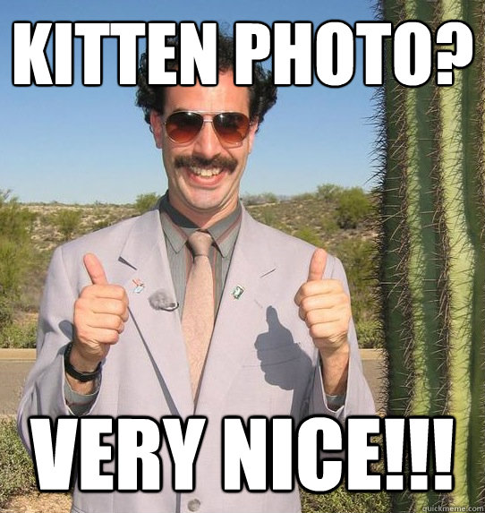 Kitten Photo? VERY NICE!!!  Upvoting Kazakh