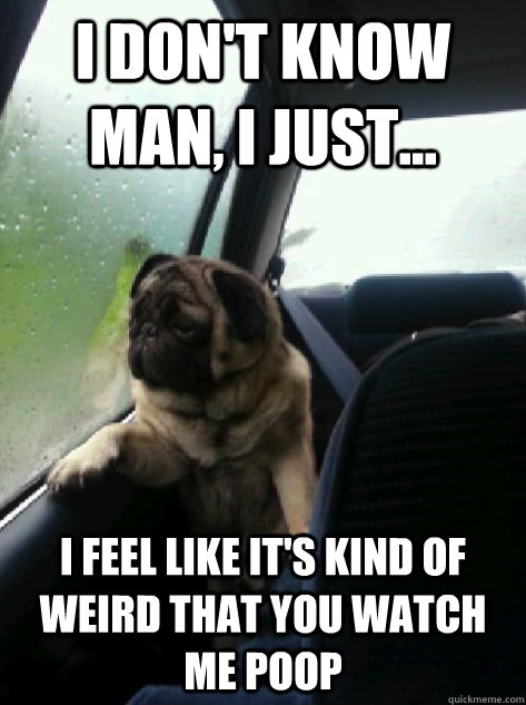 I don't know man, I just... I feel like it's kind of weird that you watch me poop  Introspective Pug