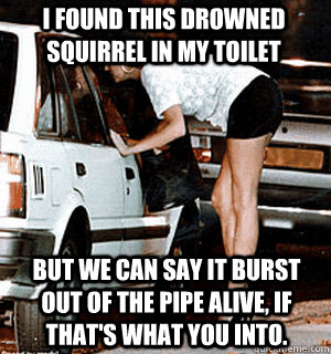 I found this drowned squirrel in my toilet But we can say it burst out of the pipe alive, If that's what you into.  Karma Whore