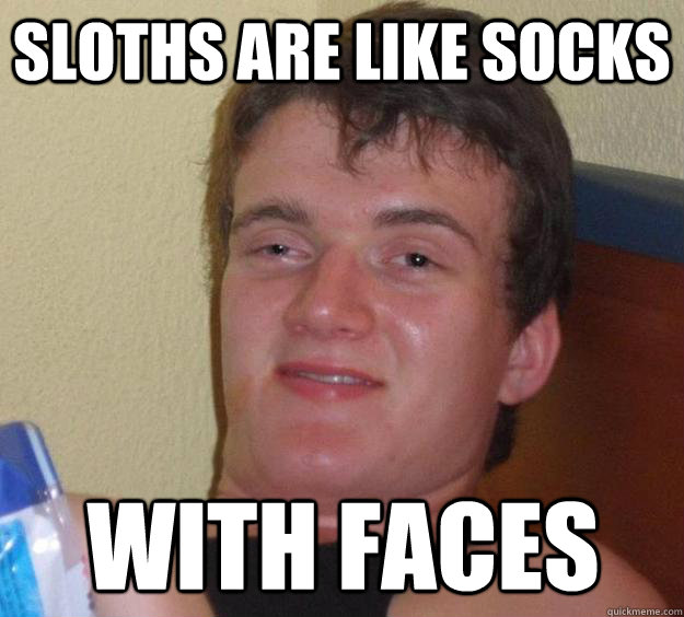sloths are like socks with faces  10 Guy
