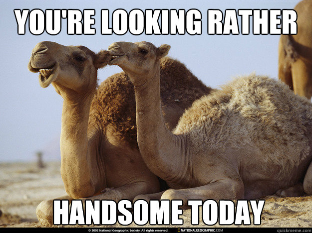 You're looking rather  handsome today - You're looking rather  handsome today  Compliment Camel