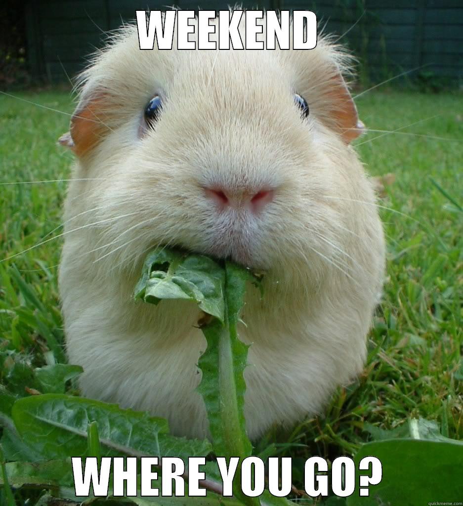 Guinea Pig Says - WEEKEND WHERE YOU GO? Misc