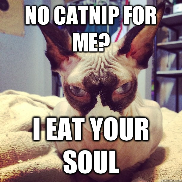No catnip for me? I eat your soul  Evil Cat