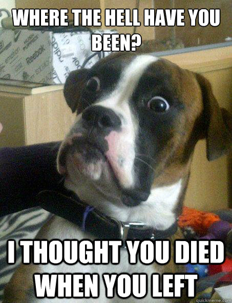 Where the hell have you been? i thought you died when you left - Where the hell have you been? i thought you died when you left  Baffled boxer