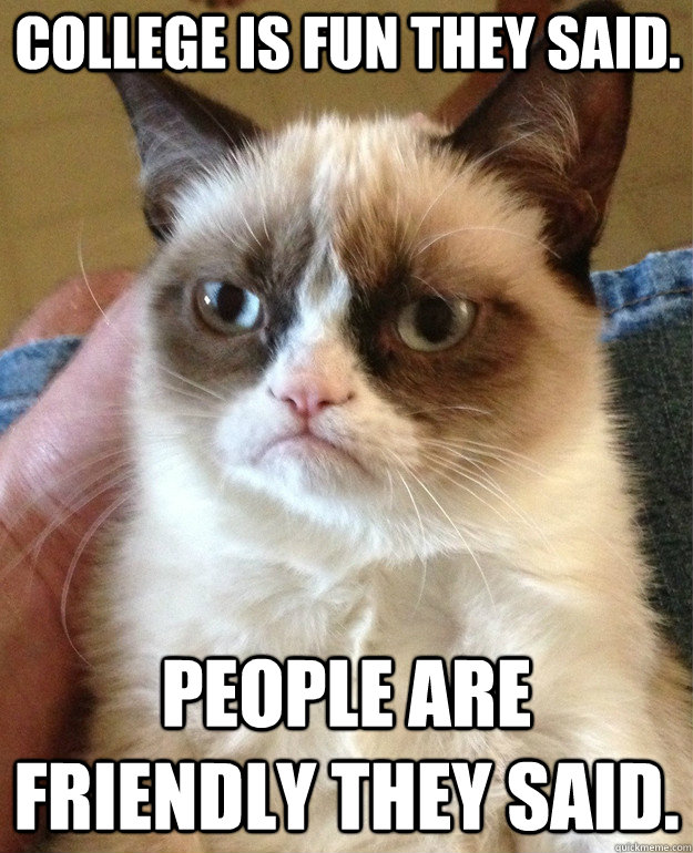 college is fun they said. people are friendly they said.  Grumpy Cat