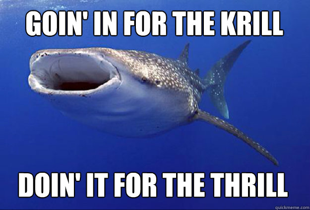 goin' in for the krill doin' it for the thrill - goin' in for the krill doin' it for the thrill  Loud Mouth Whale
