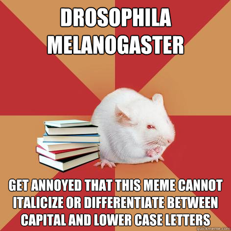 drosophila melanogaster get annoyed that this meme cannot italicize or differentiate between capital and lower case letters - drosophila melanogaster get annoyed that this meme cannot italicize or differentiate between capital and lower case letters  Science Major Mouse