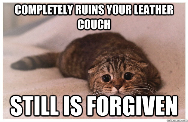 completely ruins your leather couch still is forgiven   Evil Kitten