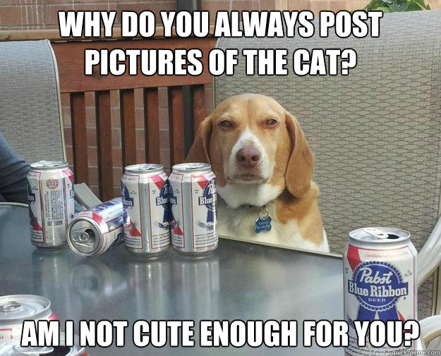 Why do you always post pictures of the cat? Am i not cute enough for you?  Drunk Judgemental Dog