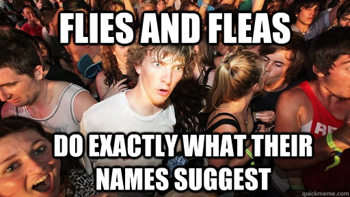 Flies and fleas  do exactly what their names suggest  Sudden Clarity Clarence