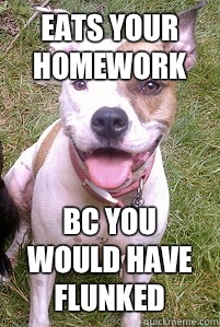 Eats your homework  Bc you would have flunked   Good Girl Pitbull