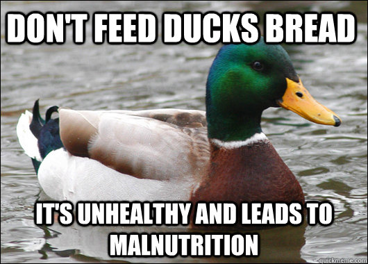 Don't feed ducks bread It's unhealthy and leads to malnutrition  Actual Advice Mallard