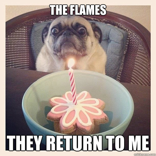 The flames They return to me - The flames They return to me  Scared birthday pug