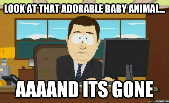 LOOK AT THAT ADORABLE BABY ANIMAL... AAAAND ITS GONE  aaaand its gone
