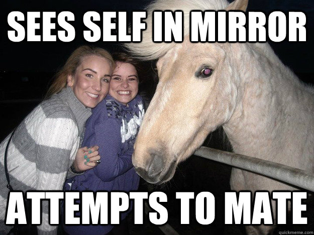 Sees self in mirror Attempts to mate  Ridiculously Photogenic Horse