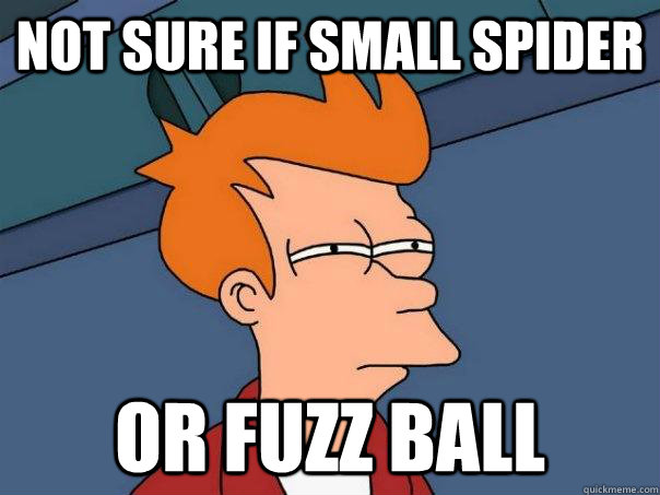 Not sure if small spider Or fuzz ball  Futurama Fry