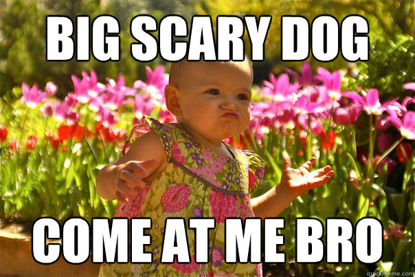 Big scary dog Come at me bro - Big scary dog Come at me bro  Misc