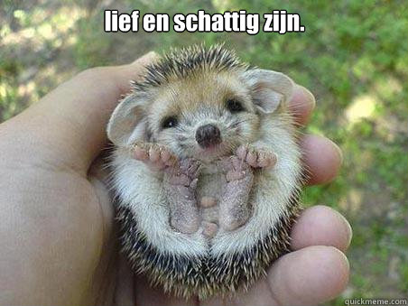 lief en schattig zijn. - lief en schattig zijn.  Egel