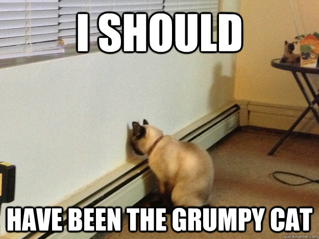 I should have been the grumpy cat  Regretful Cat