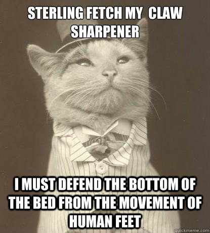 Sterling fetch my  claw sharpener i must defend the bottom of the bed from the movement of human feet - Sterling fetch my  claw sharpener i must defend the bottom of the bed from the movement of human feet  Aristocat