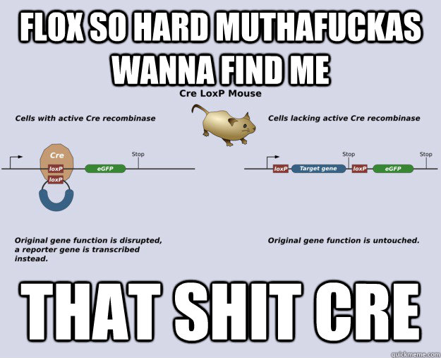 flox so hard muthafuckas wanna find me that shit cre  Cre-Lox