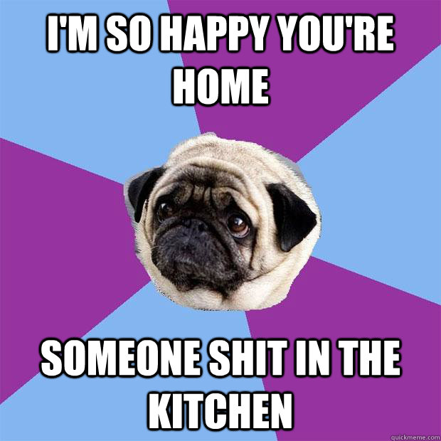 i'm so happy you're home someone shit in the kitchen  Lonely Pug