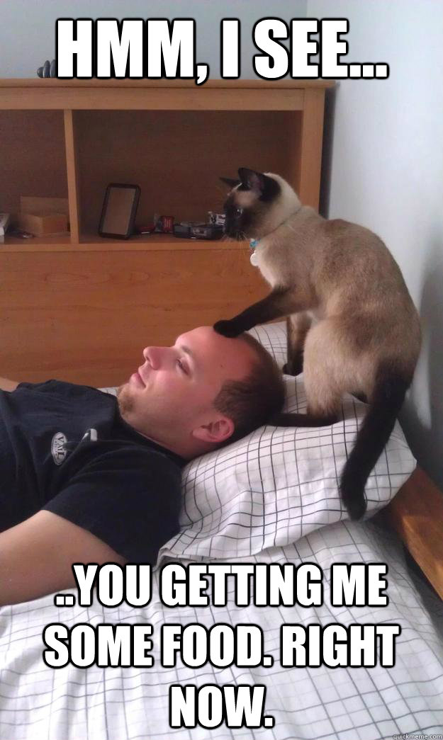 Hmm, I see... ..You getting me some food. Right now. - Hmm, I see... ..You getting me some food. Right now.  Psychic Cat