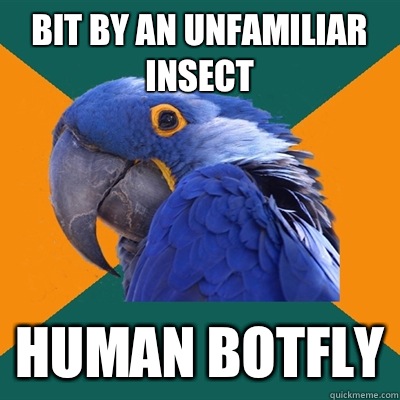 Bit by an unfamiliar insect Human botfly  Paranoid Parrot