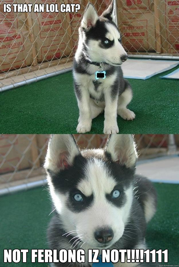 Is that an LOL cat? Not ferlong iz not!!!!1111  Insanity puppy