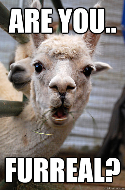 are you.. furreal? - are you.. furreal?  Surprised Alpaca