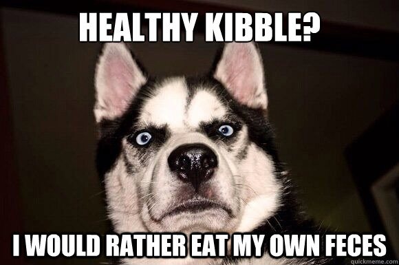 HEAlTHY KIBBLE? I WOULD RATHER EAT MY OWN FECES  Disgusted Husky