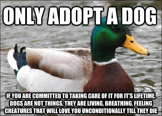 Only adopt a dog If you are committed to taking care of it for it's lifetime. Dogs are not things, they are living, breathing, feeling creatures that will love you unconditionally till they die  Actual Advice Mallard
