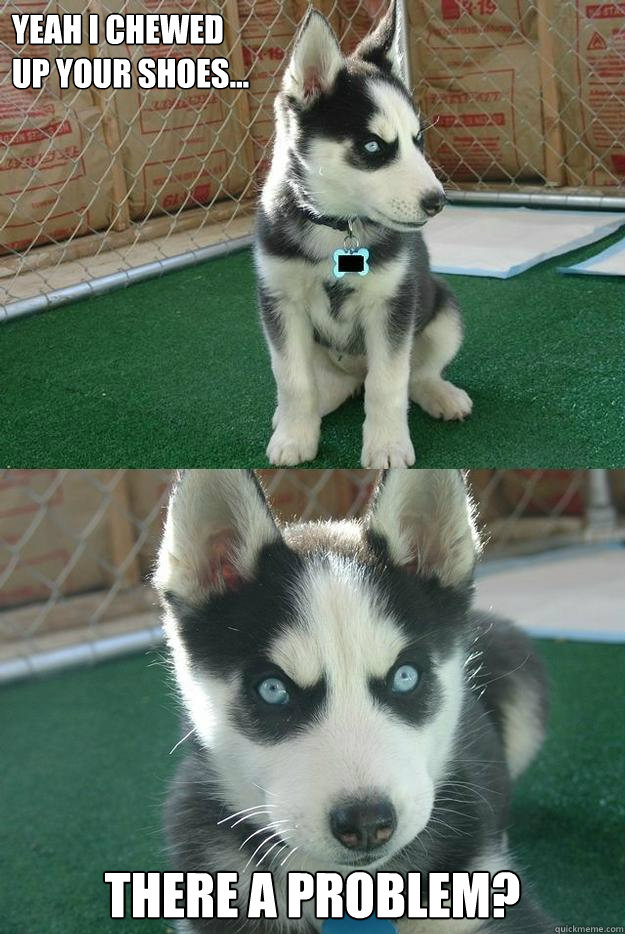 Yeah I chewed 
up your shoes... There a problem?  Insanity puppy