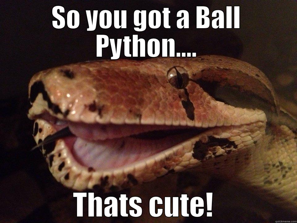 SO YOU GOT A BALL PYTHON.... THATS CUTE!  Misc
