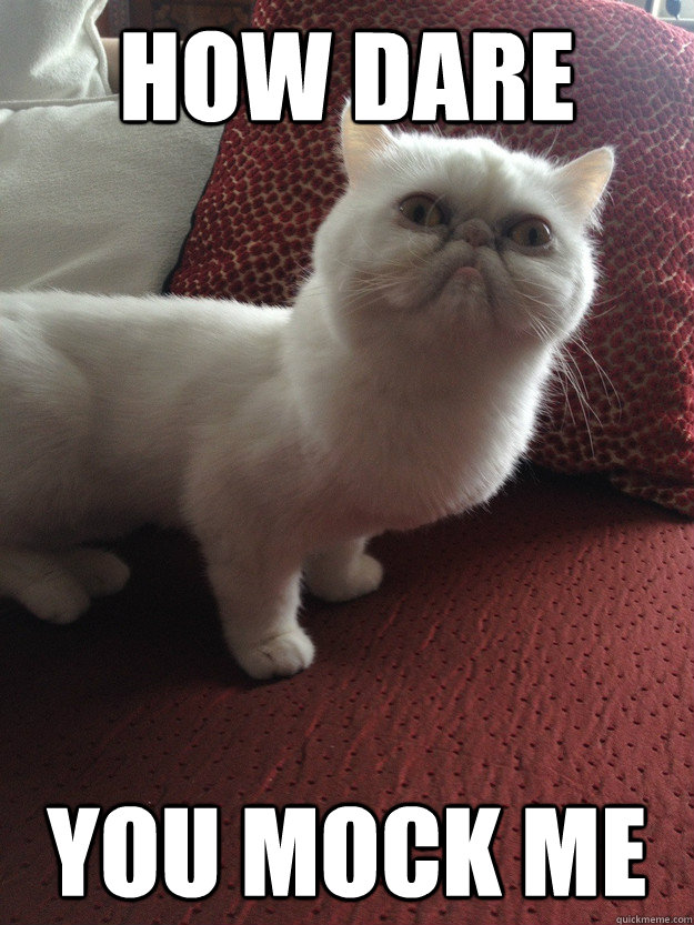 How dare you mock me - How dare you mock me  Persian Cat